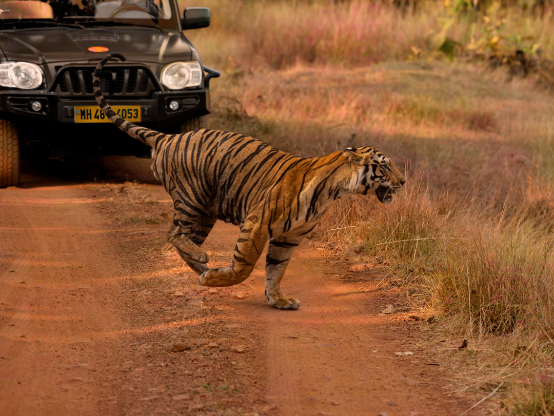 Tadoba Holiday Tour- 2Night / 3 Days (2 safari)