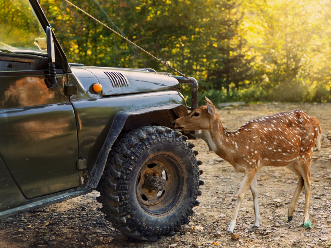 Tadoba Holiday Tour- 2 Nights / 3 Days (1 Safari)