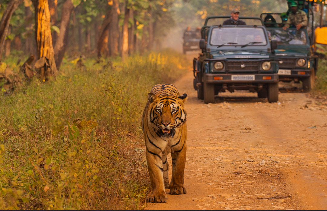 About Jungle Safari India