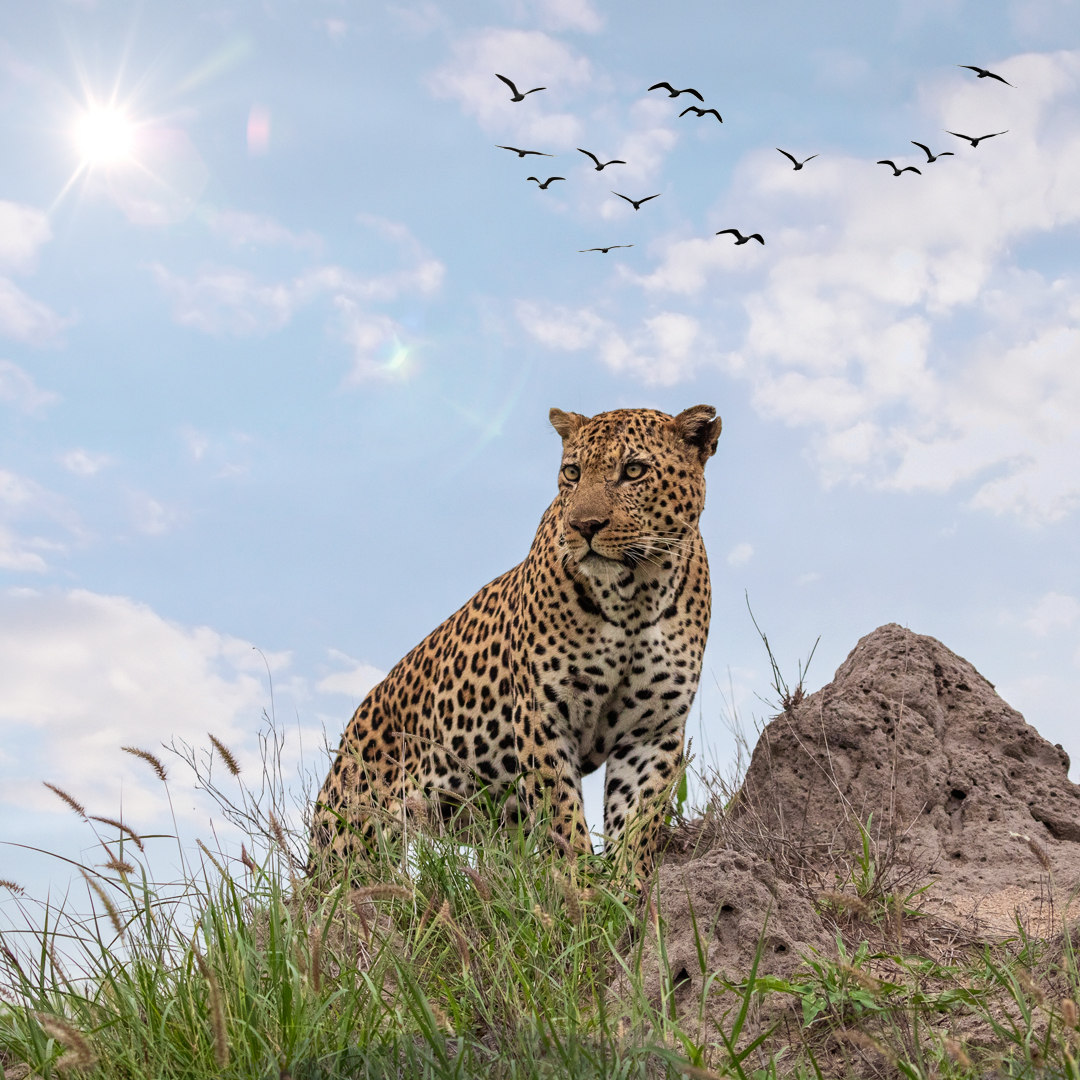 Leopard in Tadoba National Park