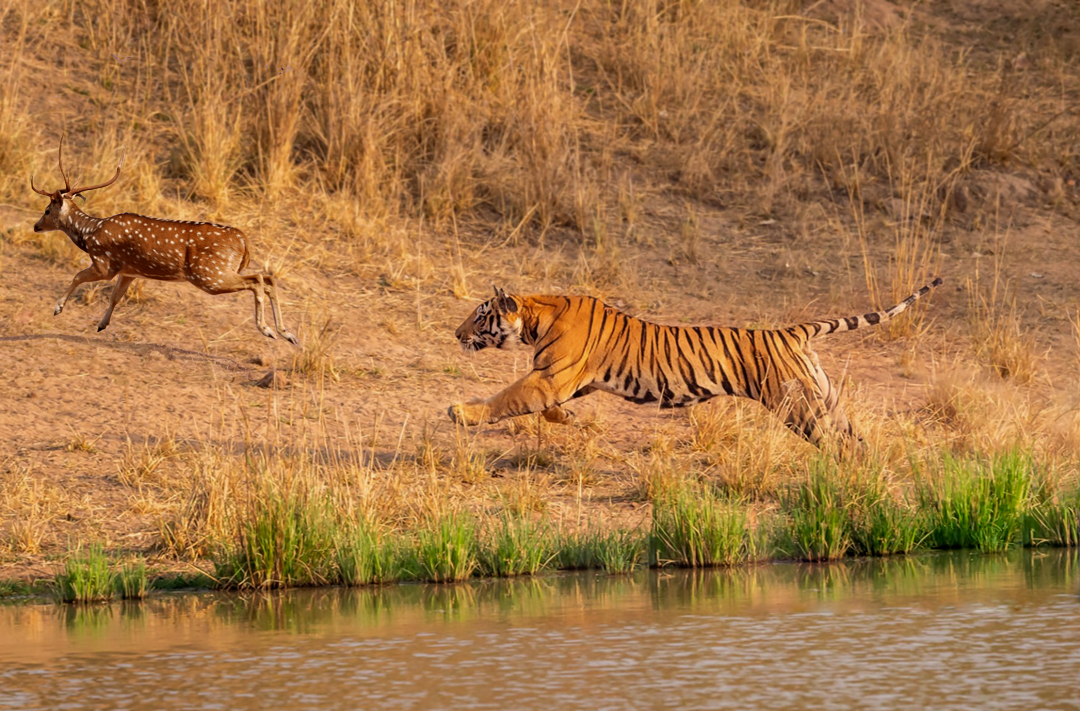 Tadoba Safari Tour