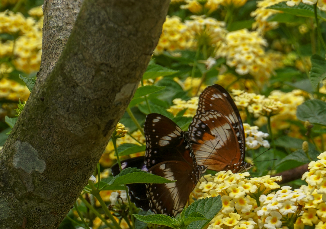 Tadoba Butterfly Garden